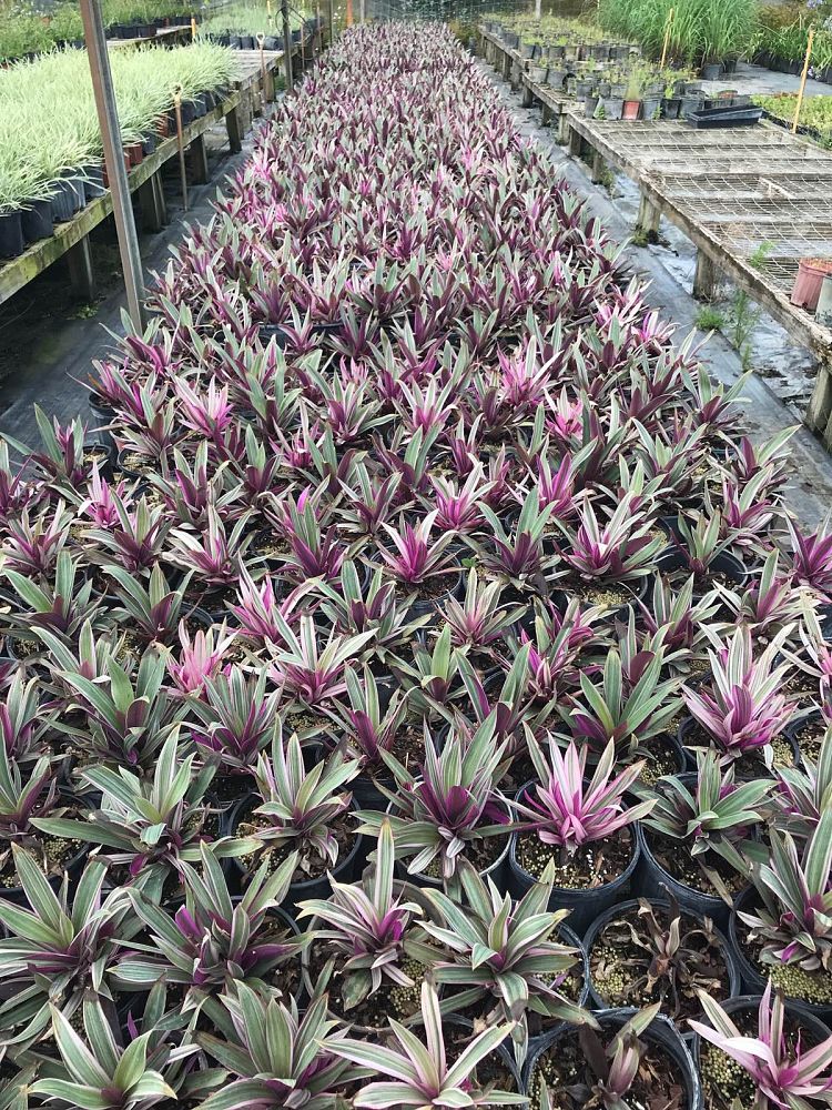 tradescantia-spathacea-tricolor-oyster-plant-variegated-dwarf-rhoeo-plant-moses-in-a-cradle