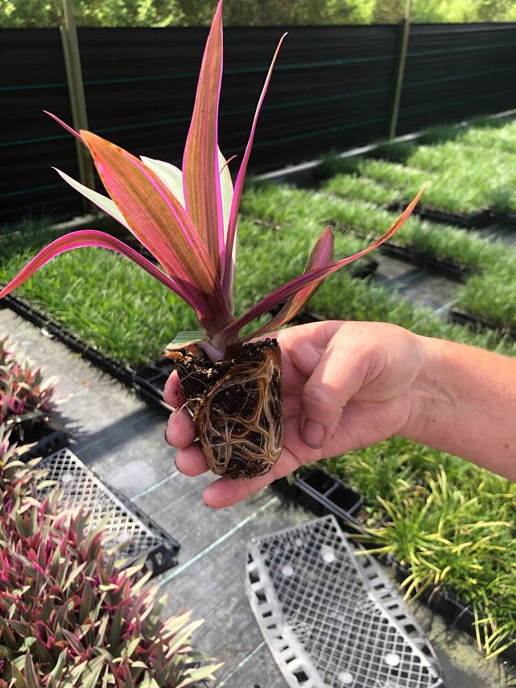 tradescantia-spathacea-tricolor-oyster-plant-variegated-dwarf-rhoeo-plant-moses-in-a-cradle