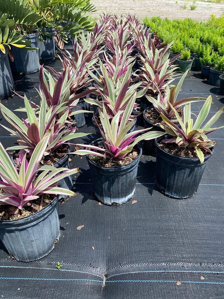 tradescantia-spathacea-tricolor-oyster-plant-variegated-dwarf-rhoeo-plant-moses-in-a-cradle