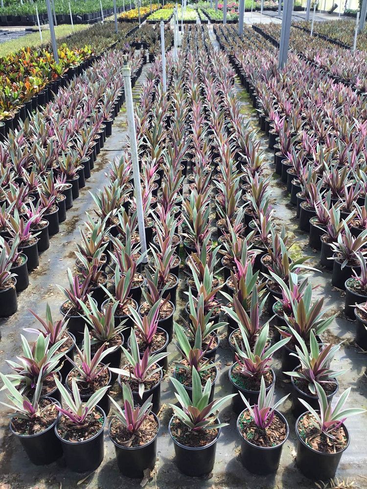 tradescantia-spathacea-tricolor-oyster-plant-variegated-dwarf-rhoeo-plant-moses-in-a-cradle