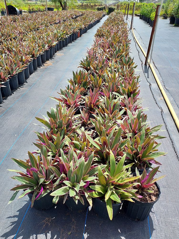tradescantia-spathacea-tricolor-oyster-plant-variegated-dwarf-rhoeo-plant-moses-in-a-cradle