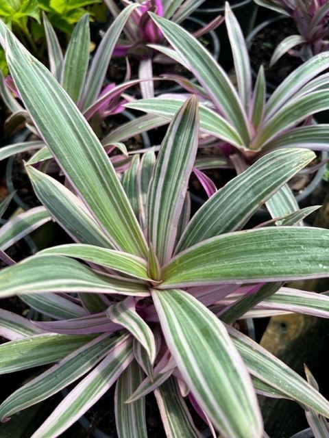 tradescantia-spathacea-tricolor-oyster-plant-variegated-dwarf-rhoeo-plant-moses-in-a-cradle