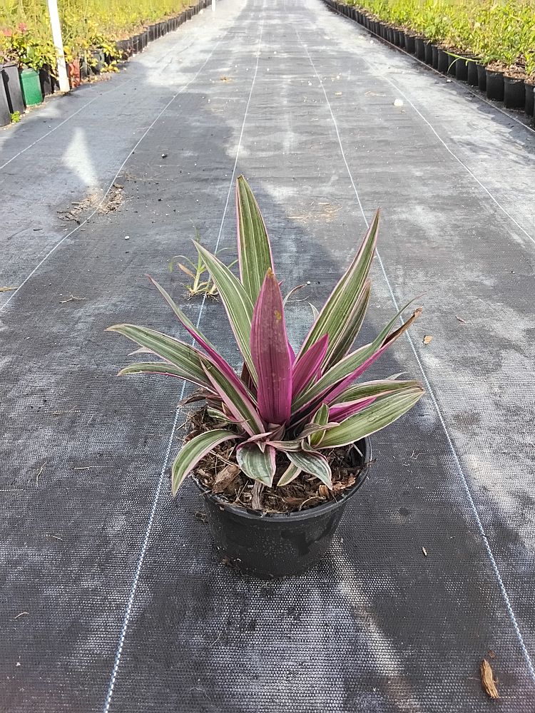 tradescantia-spathacea-tricolor-oyster-plant-variegated-dwarf-rhoeo-plant-moses-in-a-cradle