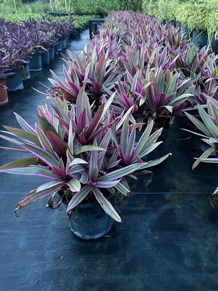 tradescantia-spathacea-tricolor-oyster-plant-variegated-dwarf-rhoeo-plant-moses-in-a-cradle