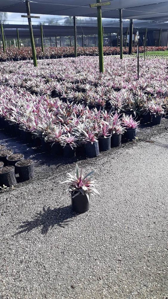 tradescantia-spathacea-tricolor-oyster-plant-variegated-dwarf-rhoeo-plant-moses-in-a-cradle