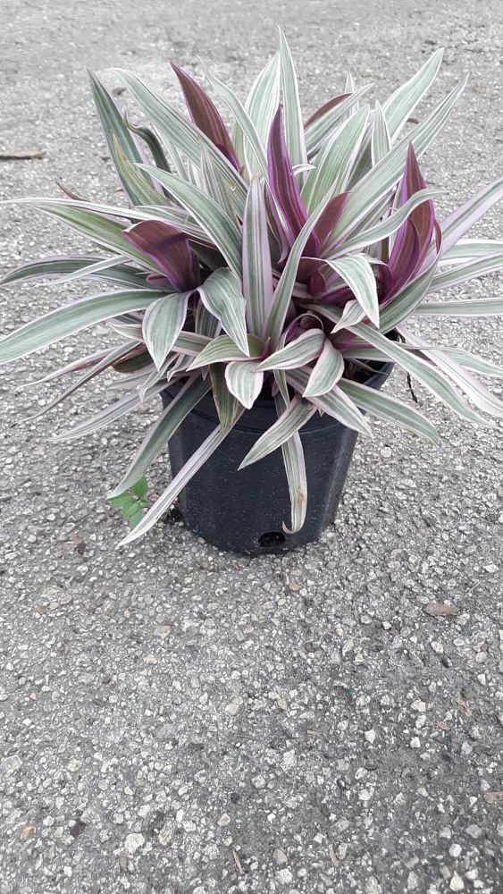 tradescantia-spathacea-tricolor-oyster-plant-variegated-dwarf-rhoeo-plant-moses-in-a-cradle