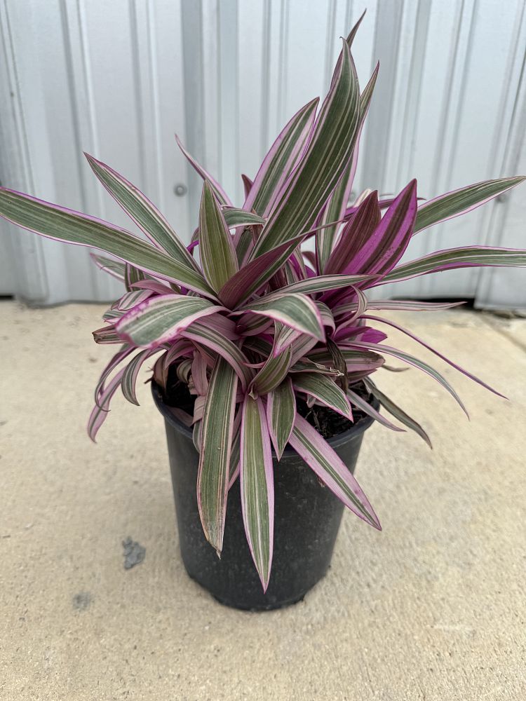 tradescantia-spathacea-tricolor-oyster-plant-variegated-dwarf-rhoeo-plant-moses-in-a-cradle