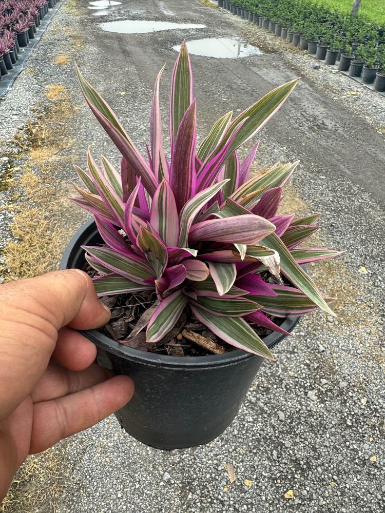 tradescantia-spathacea-tricolor-oyster-plant-variegated-dwarf-rhoeo-plant-moses-in-a-cradle