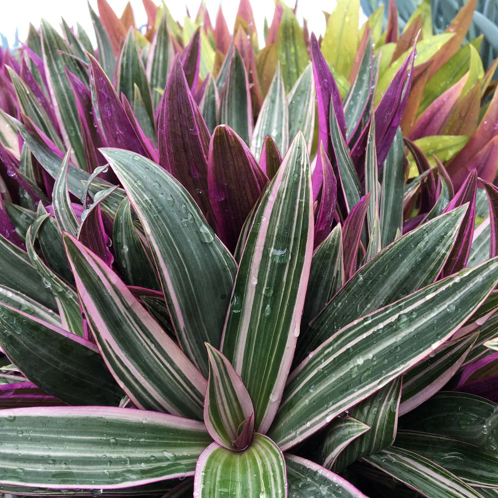 tradescantia-spathacea-tricolor-oyster-plant-variegated-dwarf-rhoeo-plant-moses-in-a-cradle