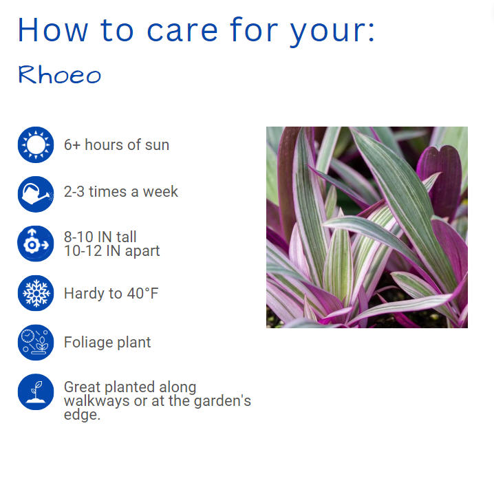 tradescantia-spathacea-tricolor-oyster-plant-variegated-dwarf-rhoeo-plant-moses-in-a-cradle