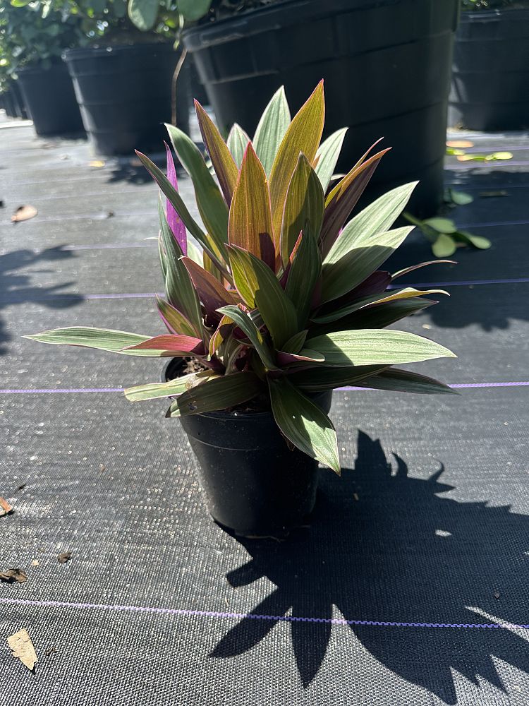 tradescantia-spathacea-tricolor-oyster-plant-variegated-dwarf-rhoeo-plant-moses-in-a-cradle