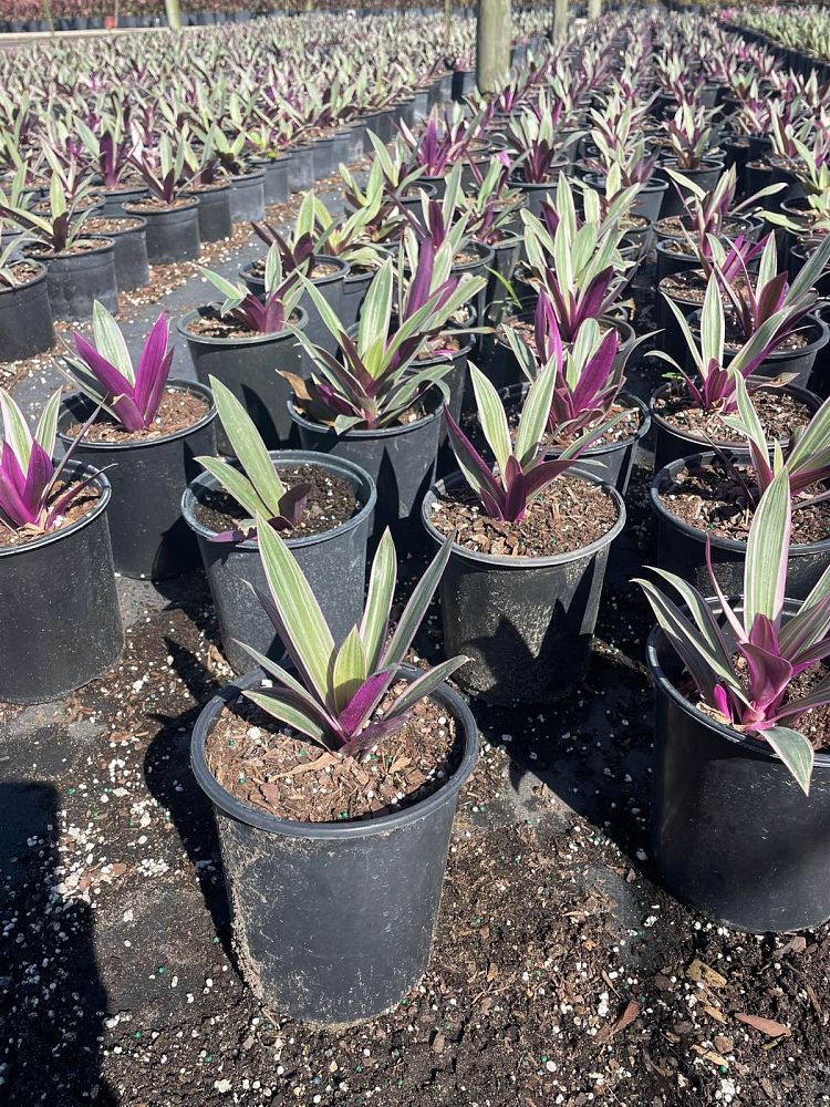 tradescantia-spathacea-tricolor-oyster-plant-variegated-dwarf-rhoeo-plant-moses-in-a-cradle