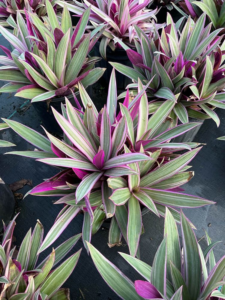 tradescantia-spathacea-tricolor-oyster-plant-variegated-dwarf-rhoeo-plant-moses-in-a-cradle