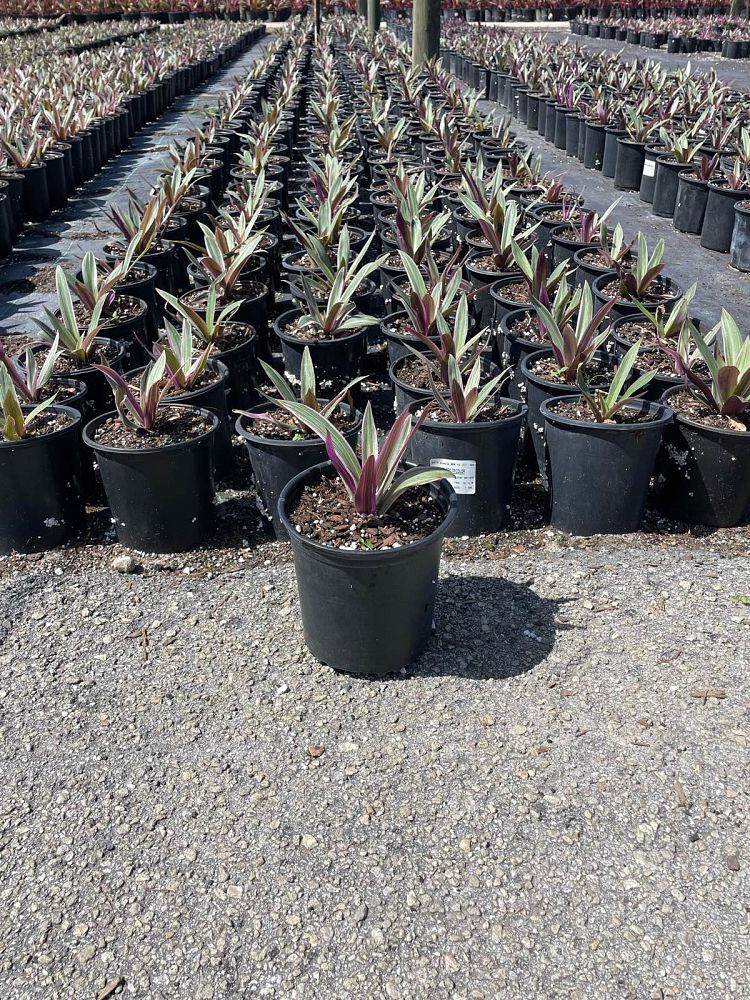 tradescantia-spathacea-tricolor-oyster-plant-variegated-dwarf-rhoeo-plant-moses-in-a-cradle