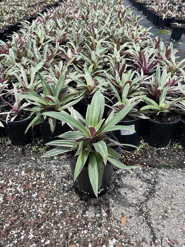 tradescantia-spathacea-tricolor-oyster-plant-variegated-dwarf-rhoeo-plant-moses-in-a-cradle