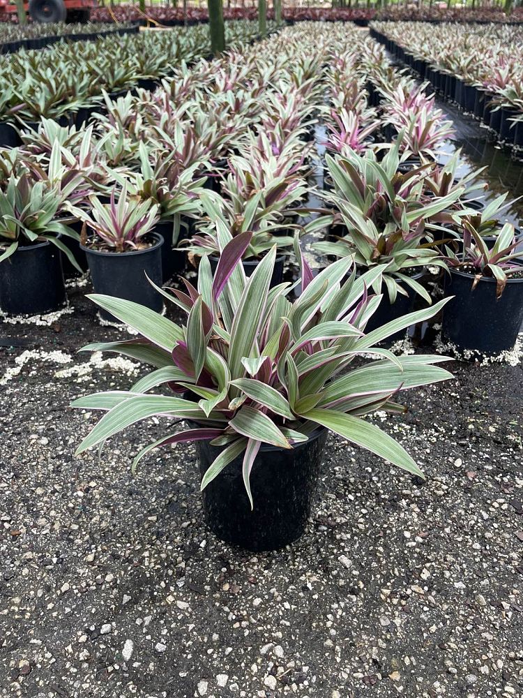 tradescantia-spathacea-tricolor-oyster-plant-variegated-dwarf-rhoeo-plant-moses-in-a-cradle