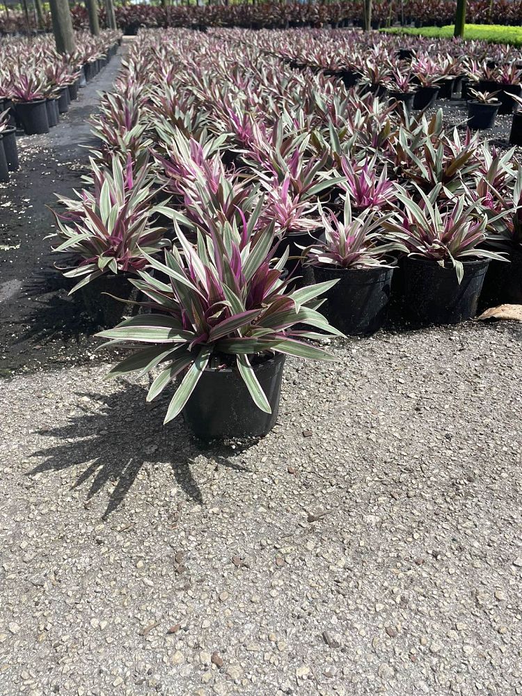 tradescantia-spathacea-tricolor-oyster-plant-variegated-dwarf-rhoeo-plant-moses-in-a-cradle