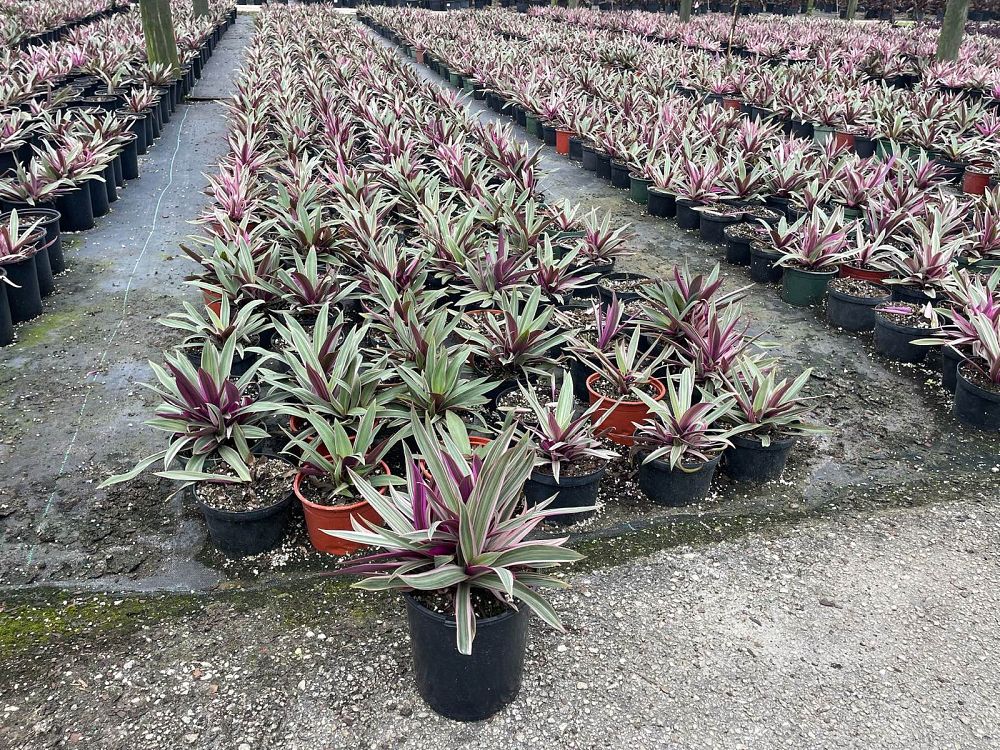 tradescantia-spathacea-tricolor-oyster-plant-variegated-dwarf-rhoeo-plant-moses-in-a-cradle