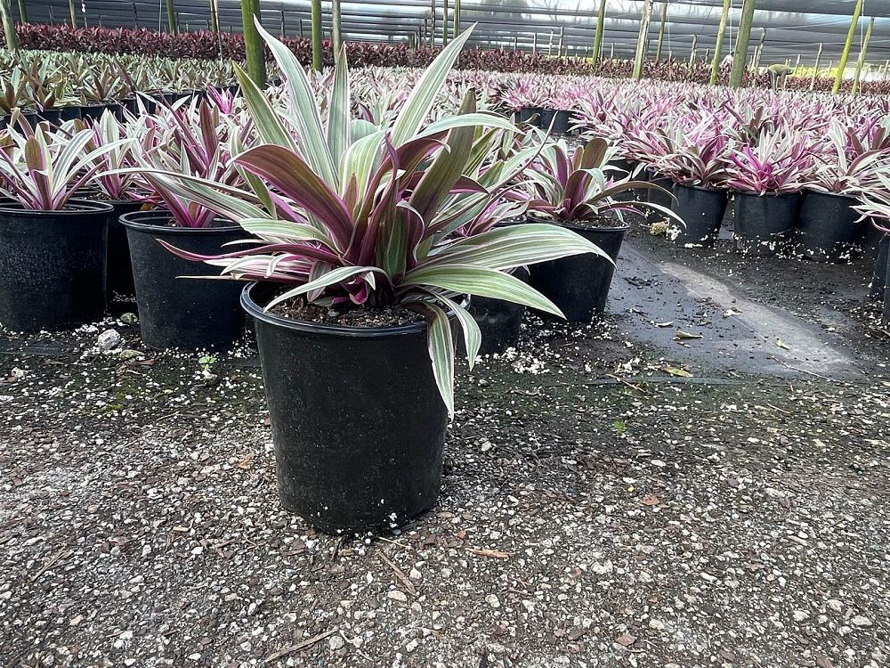 tradescantia-spathacea-tricolor-oyster-plant-variegated-dwarf-rhoeo-plant-moses-in-a-cradle
