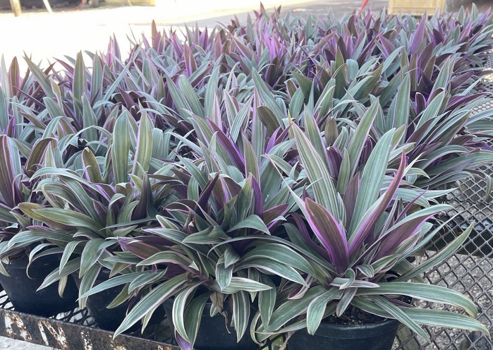 tradescantia-spathacea-tricolor-oyster-plant-variegated-dwarf-rhoeo-plant-moses-in-a-cradle