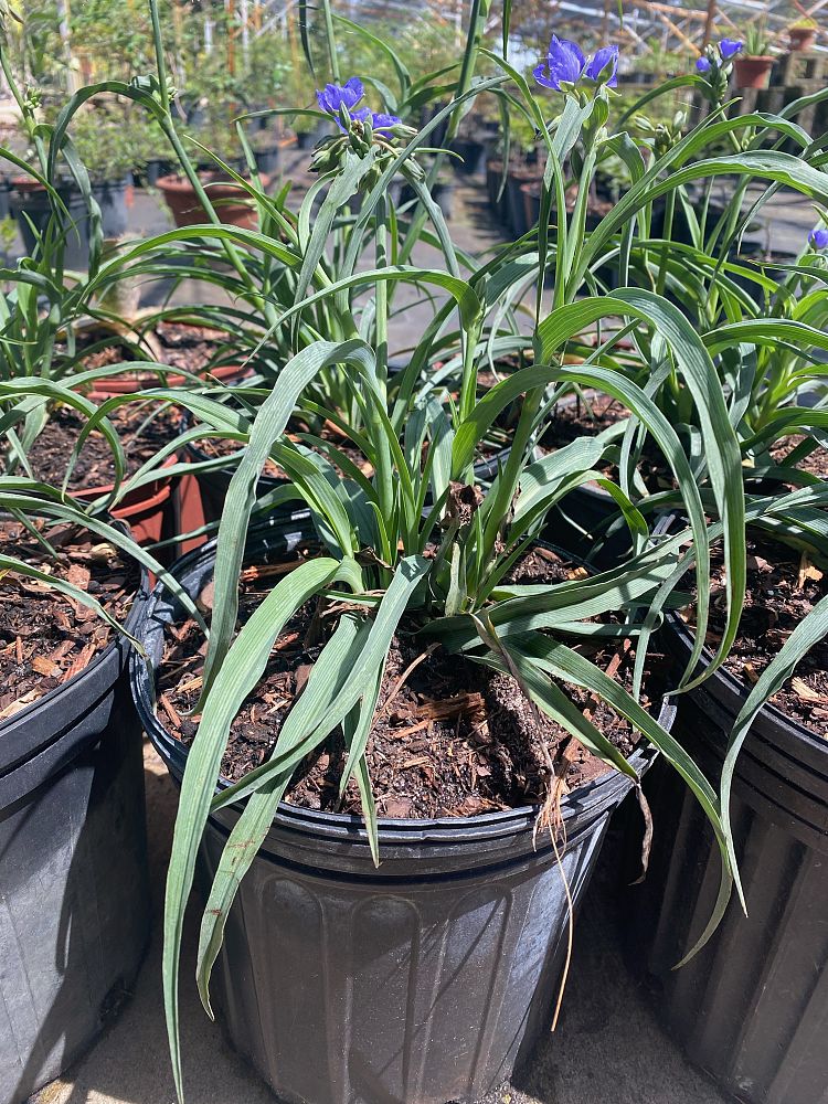 tradescantia-spiderwort