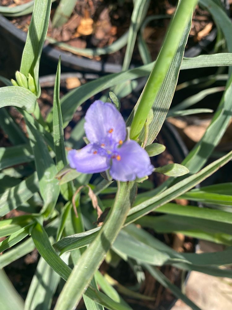 tradescantia-spiderwort