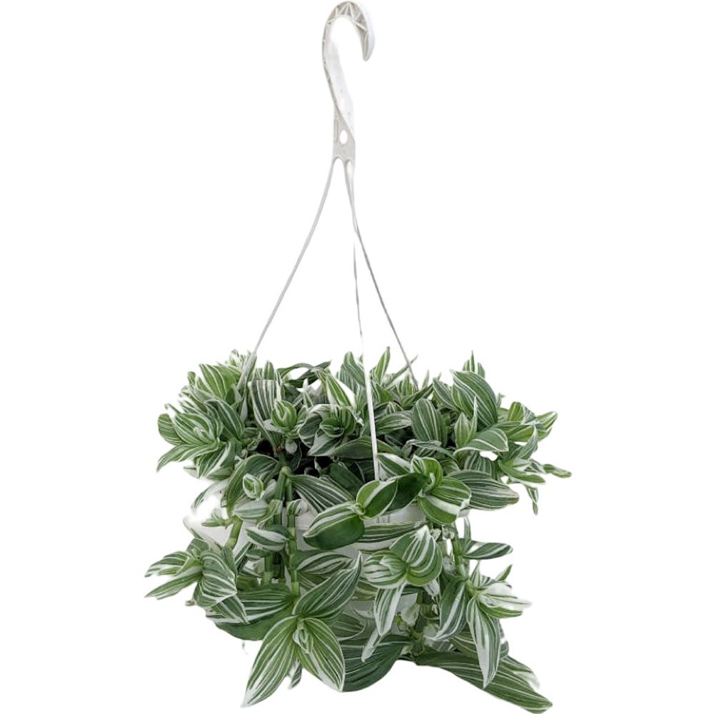 tradescantia-spiderwort