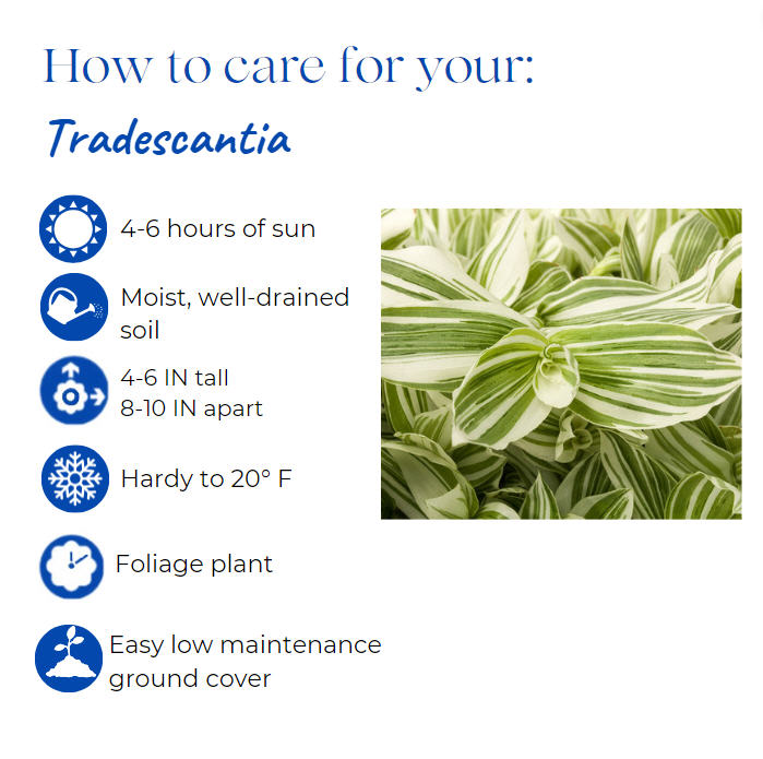 tradescantia-spiderwort