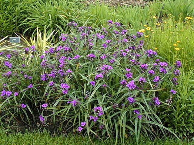 tradescantia-x-andersoniana-concord-grape-lady-s-tears-virginia-spiderwort-spiderwort