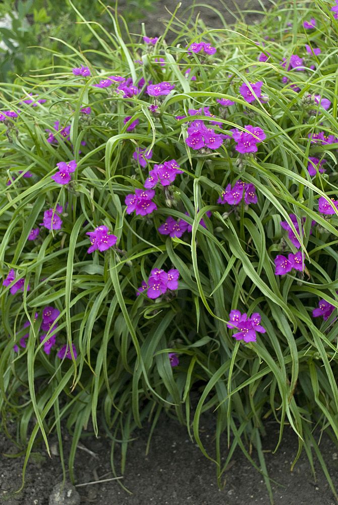 tradescantia-x-andersoniana-red-cloud-spiderwort