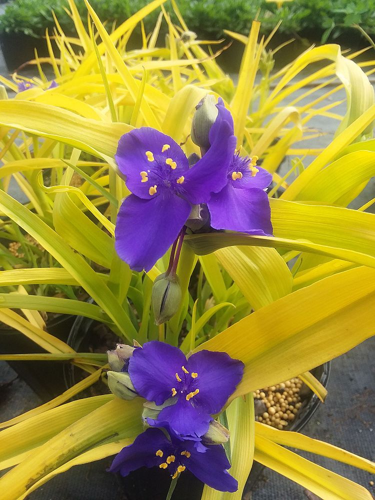 tradescantia-x-andersoniana-sweet-kate-spiderwort