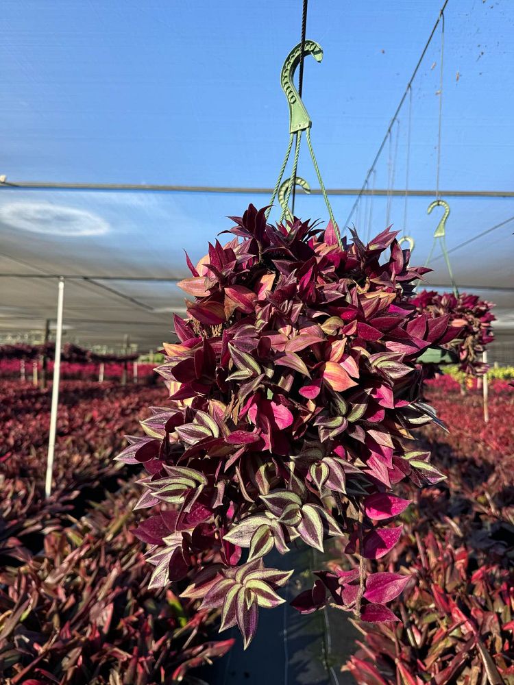 tradescantia-zebrina-purpusii-inch-plant-wandering-jew