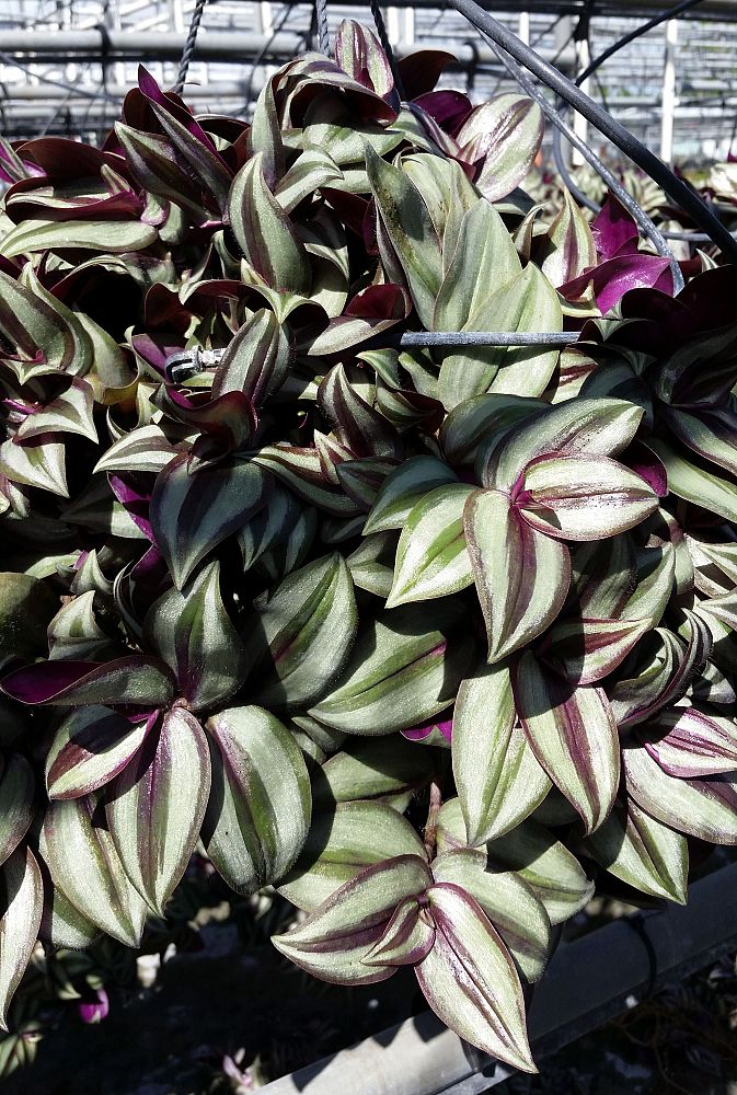 tradescantia-zebrina-wandering-jew