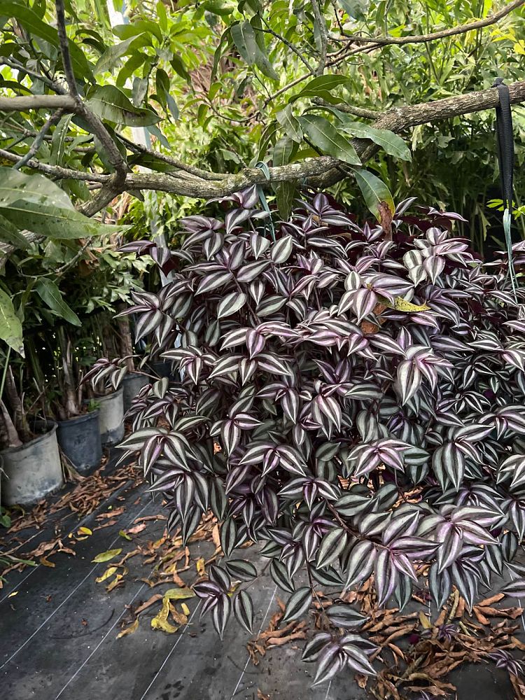 tradescantia-zebrina-wandering-jew