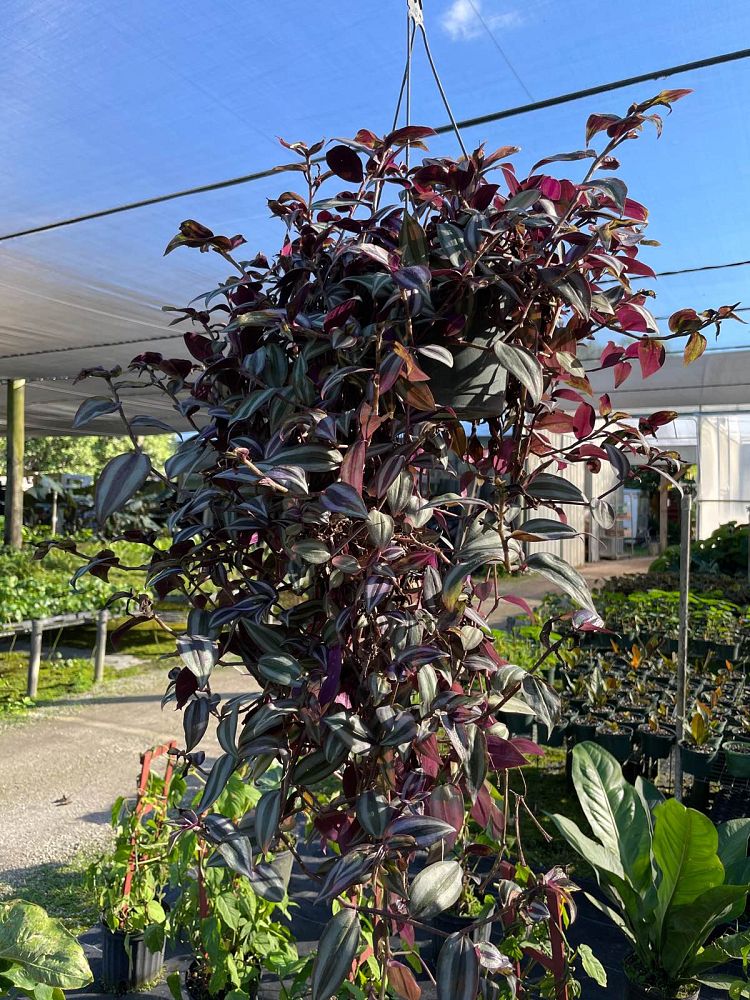 tradescantia-zebrina-wandering-jew