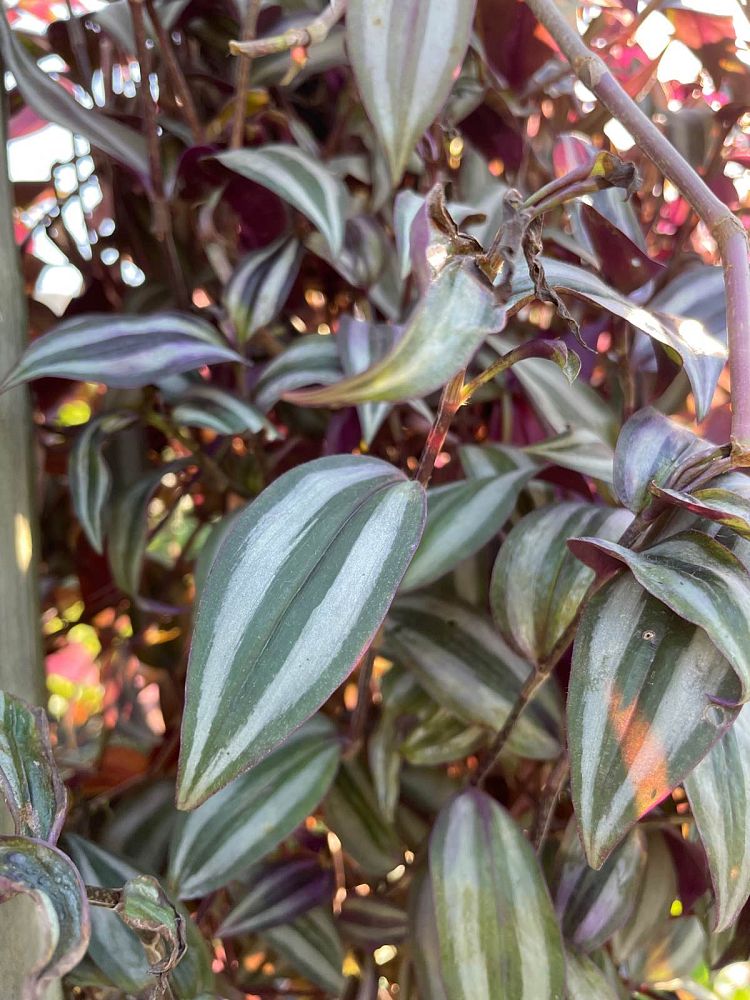 tradescantia-zebrina-wandering-jew