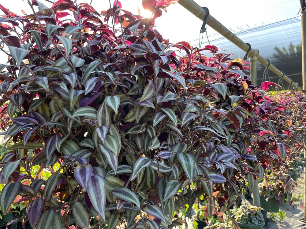 tradescantia-zebrina-wandering-jew
