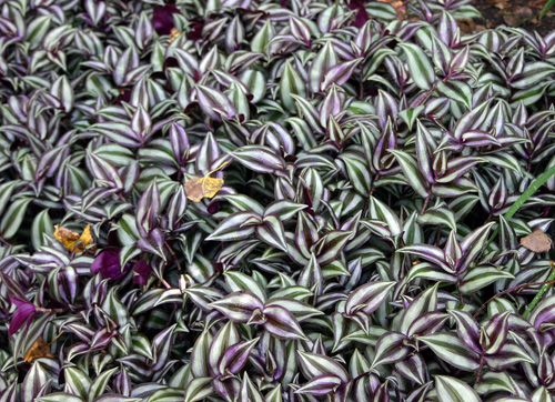 tradescantia-zebrina-wandering-jew