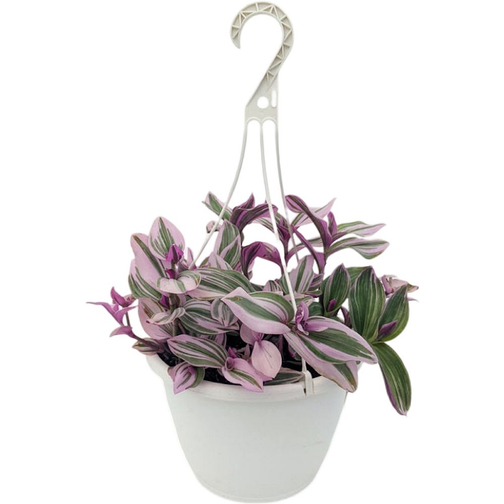 tradescantia-zebrina-wandering-jew