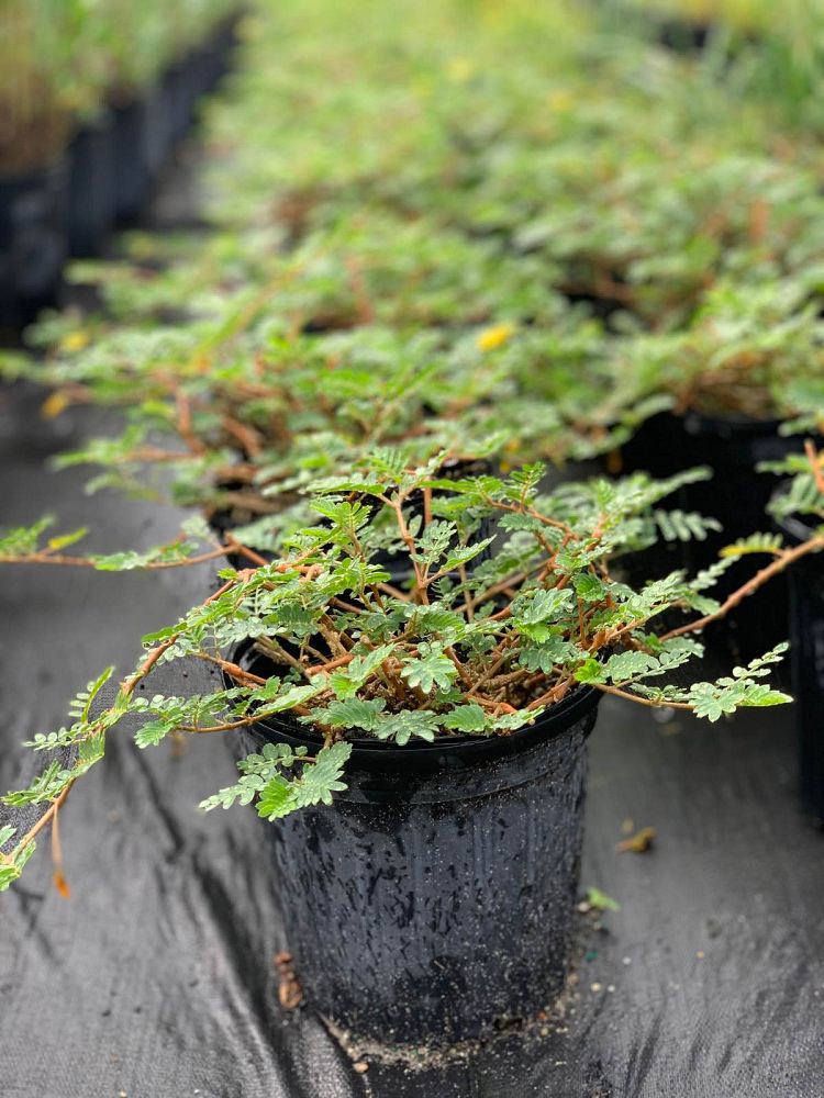 tribulus-cistoides