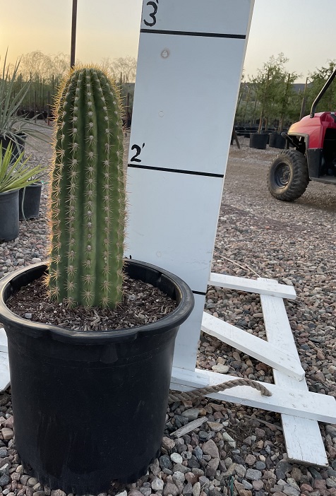 trichocereus