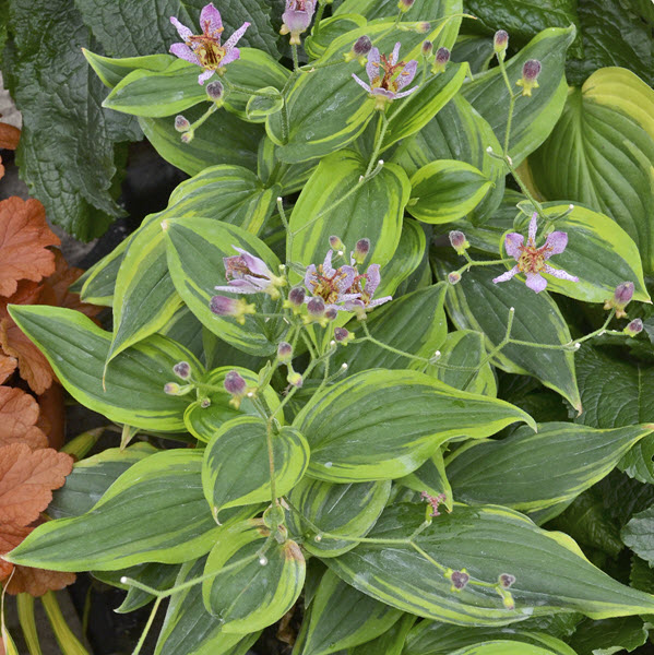 tricyrtis-formosana-autumn-glow-toad-lily