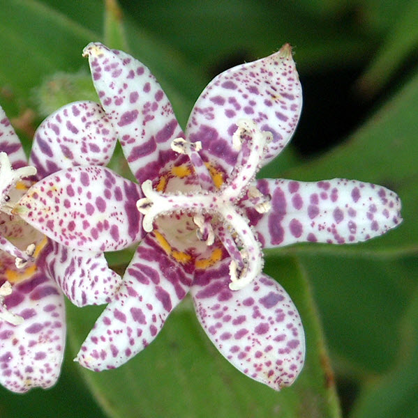 tricyrtis-hirta-miyazaki-hairy-toad-lily