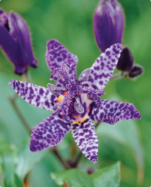 tricyrtis-purple-beauty-toad-lily