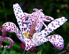 tricyrtis-toad-lily