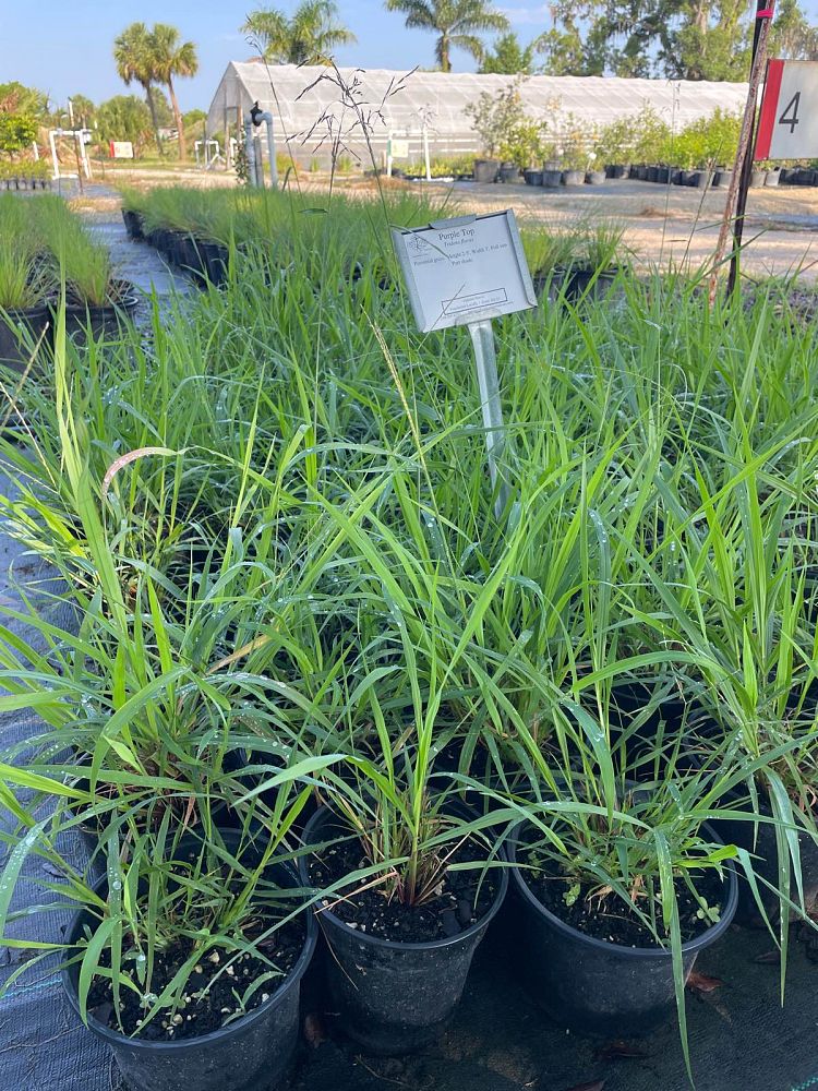 tridens-flavus-purpletop-tridens