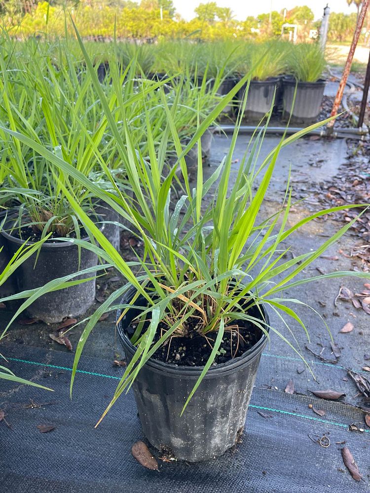tridens-flavus-purpletop-tridens