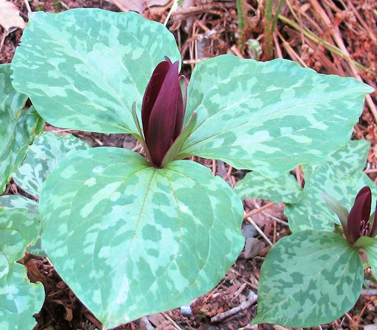 trillium-cuneatum-sweet-betsy-wake-robin-toadshade