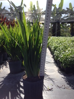 trimezia-martinicensis-iris-yellow-walking