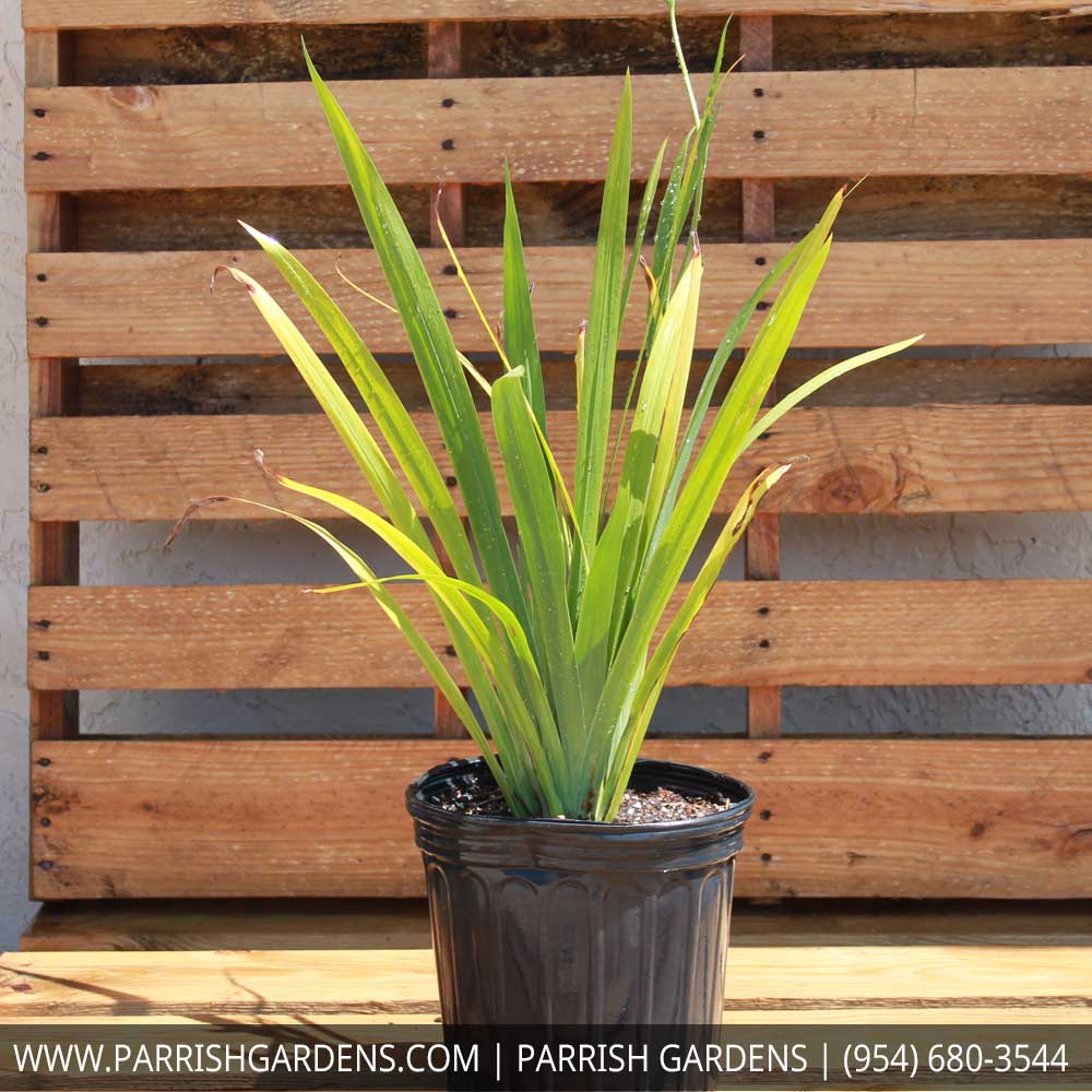 trimezia-martinicensis-iris-yellow-walking